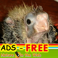 ads free
