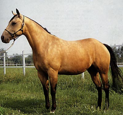 QUARTER HORSE