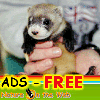 ads free