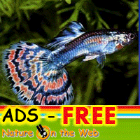 ads free
