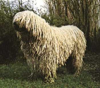 Komondor.jpg (39434 byte)