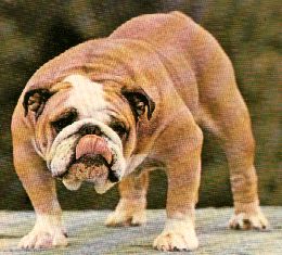bulldog.JPG (19617 byte)