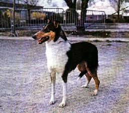 collie.JPG (21881 byte)