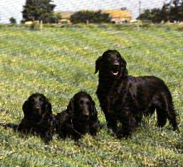 soft coated retrievere.JPG (19887 byte)