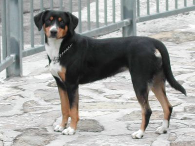 entlebuch cattle dog