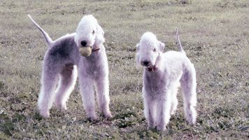 Bedlington Terrier