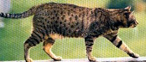 EGYPTIAN MAU.JPG (23621 byte)