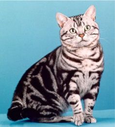 americanshorthair