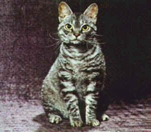 american wirehair