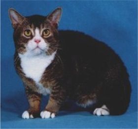 American wirehair