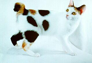 Japanese Bobtail