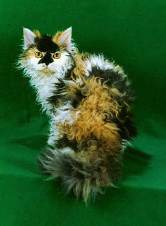 SELKIRK REX