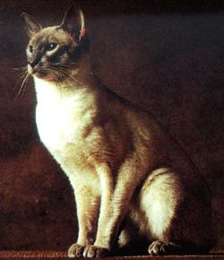 siamese