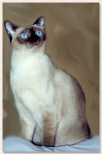 tonkinese