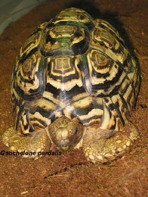 geochelone pardalis tartarughe tartaruga rettili anfibi sauri testudo