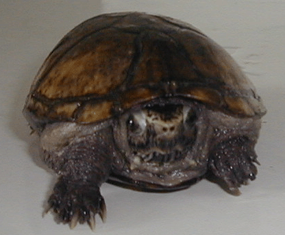 kinosternon subrubrum tartarughe tartaruga rettili sauri serpenti