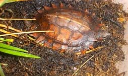 tartarughe tartaruga Heosemys spinosa