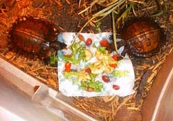 tartarughe tartaruga Heosemys spinosa