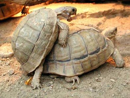 testudo kleinmanni tartarughe tartaruga rettili