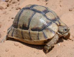 testudo kleinmanni tartarughe tartaruga rettili