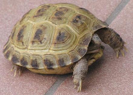 tartarughe testudo horsfieldi