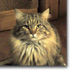 gattoperindex.jpg