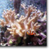 invertebratiperindex.jpg